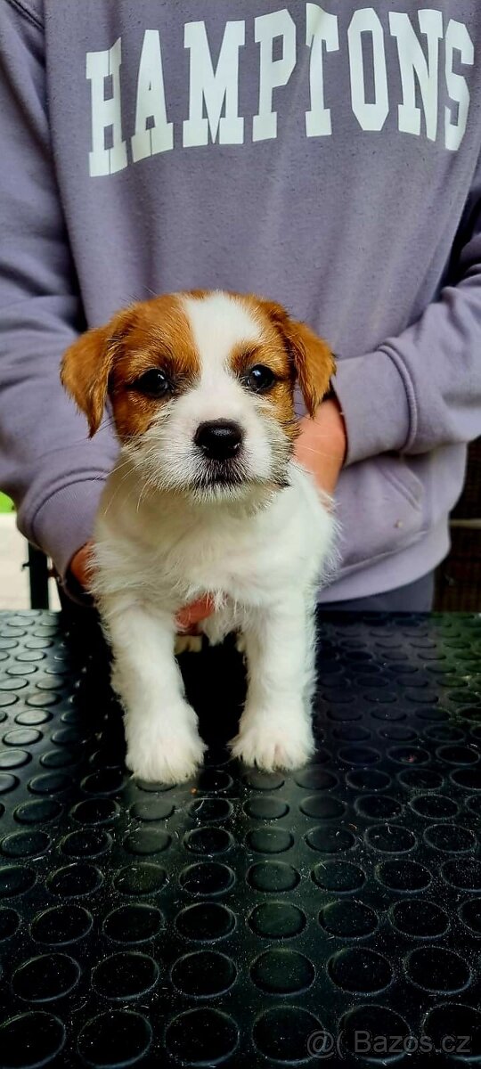 Prodej Jack russel teriér - 2