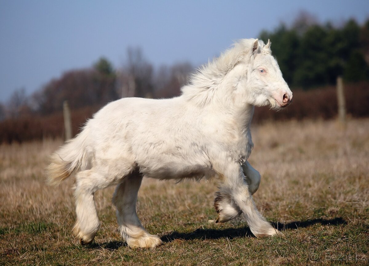 TOP cremello Irský cob/Tinker/Gypsy cob - 2