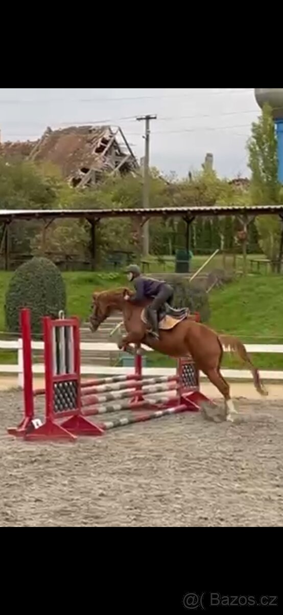 Hodna 4 leta klisna - 2