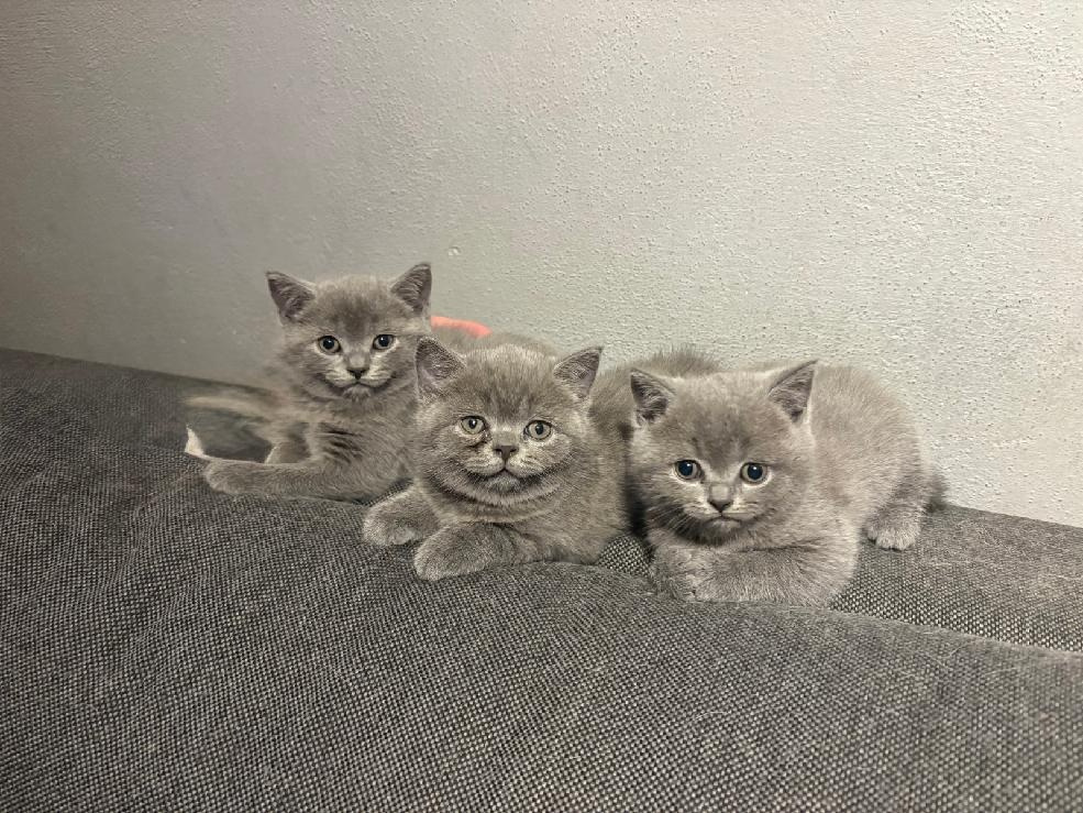 Koťata britská modrá - 2