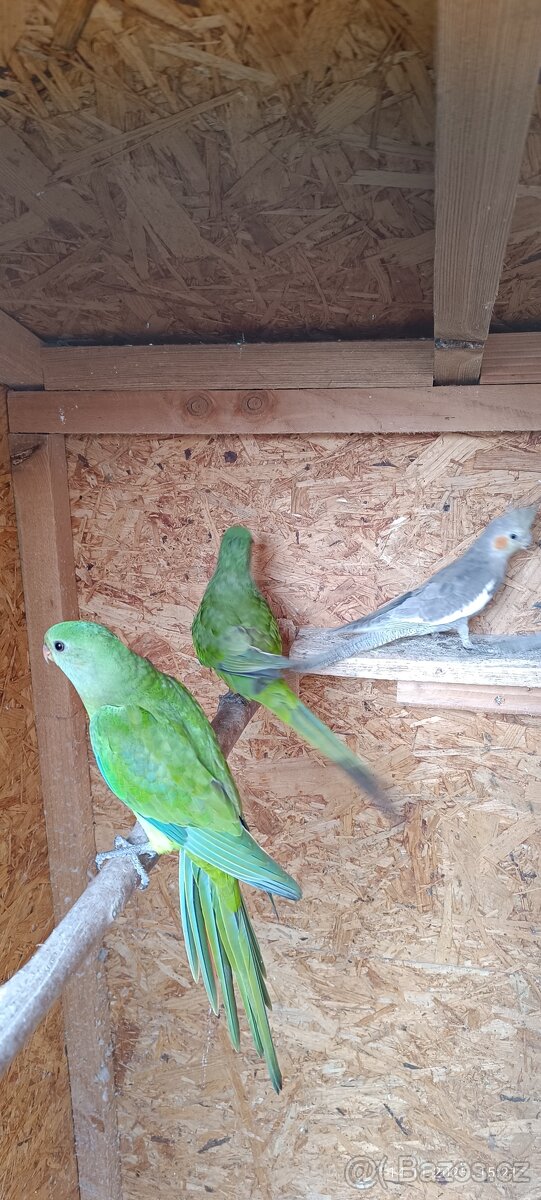 Papoušek Nádherný - 2