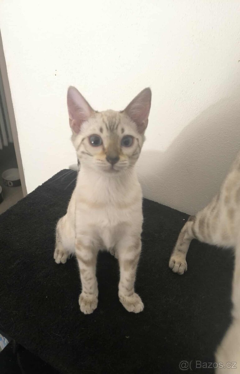 Bengálská kočka, koťata, kocourek 🐆 - 2