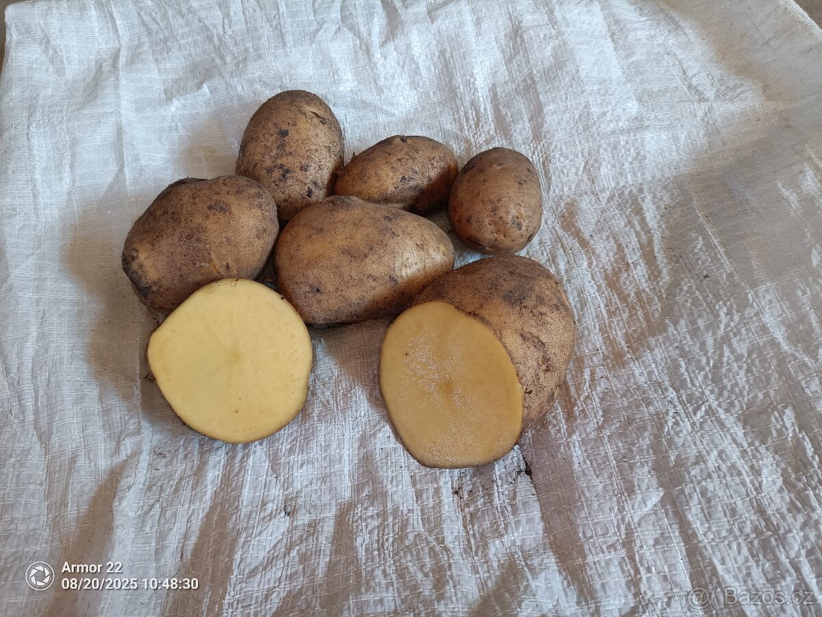 Konzumní brambory na uskladnění - 2