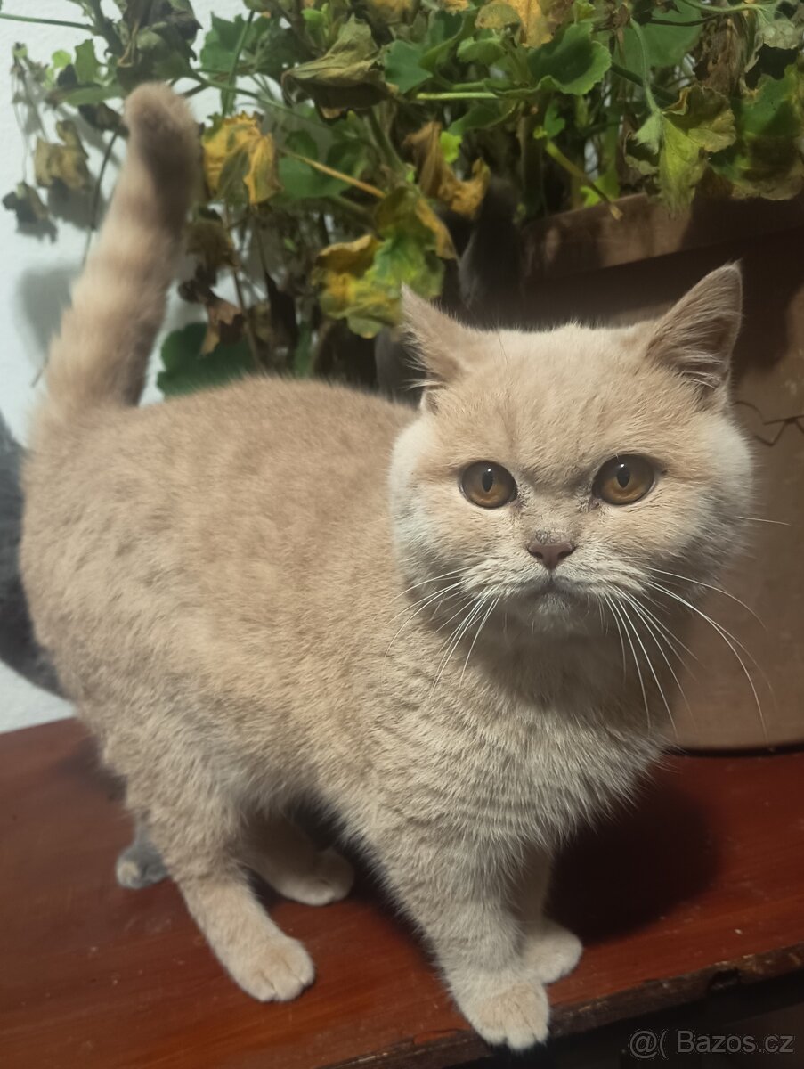 Britský krémový ko - 2