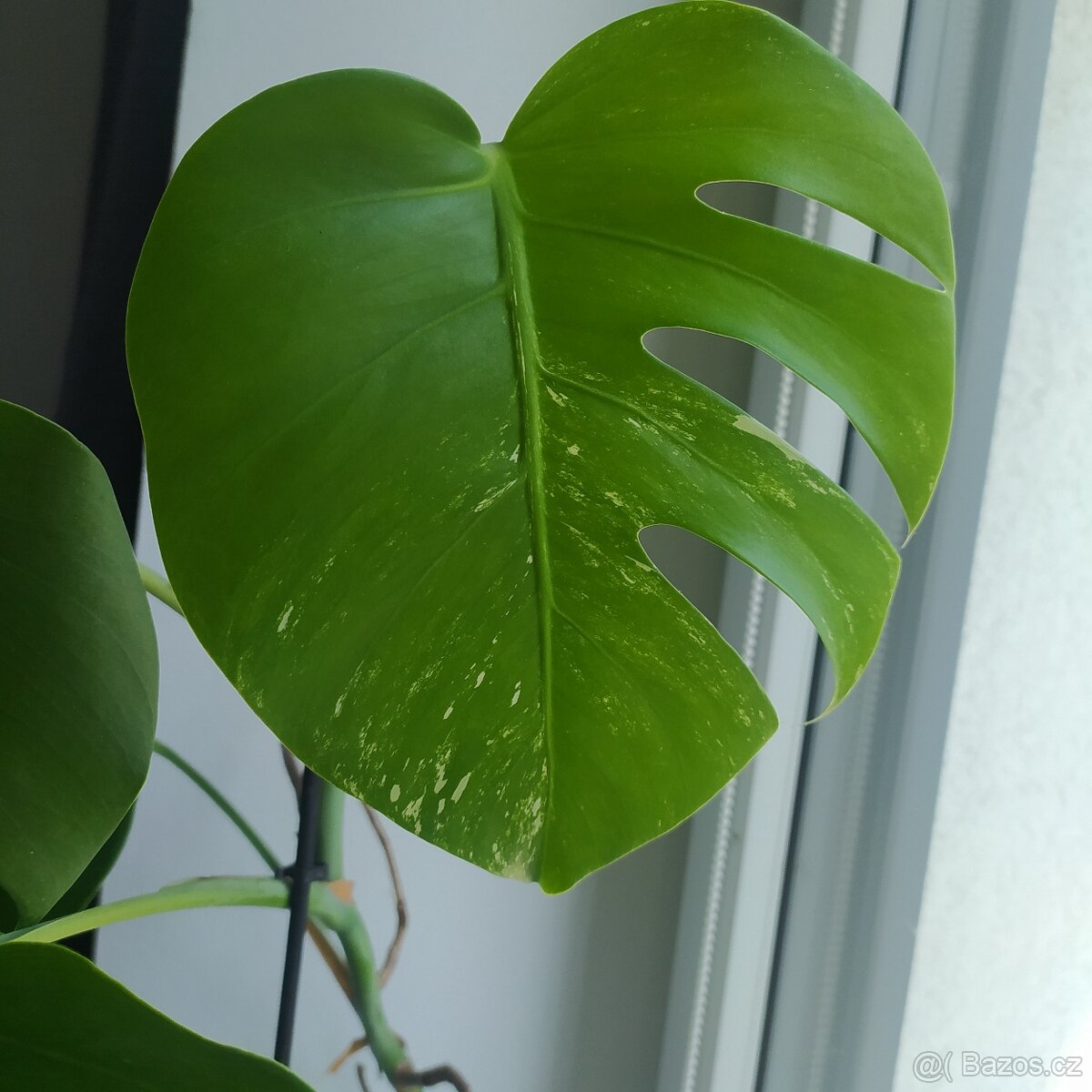 Monstera Albo - 2