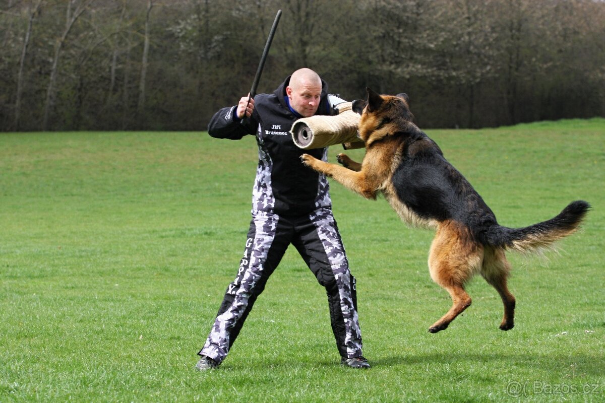 Německý ovčák s PP - krytí - 2