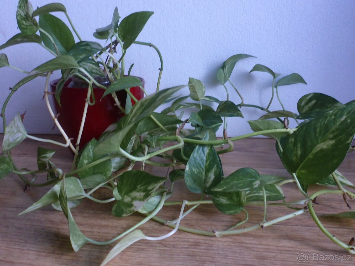 Šplhavnice + zdarma aloe - 2