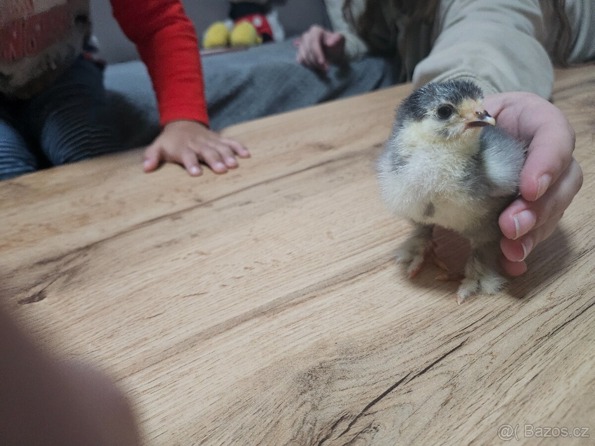 Kuřata brahmanky velke - 2