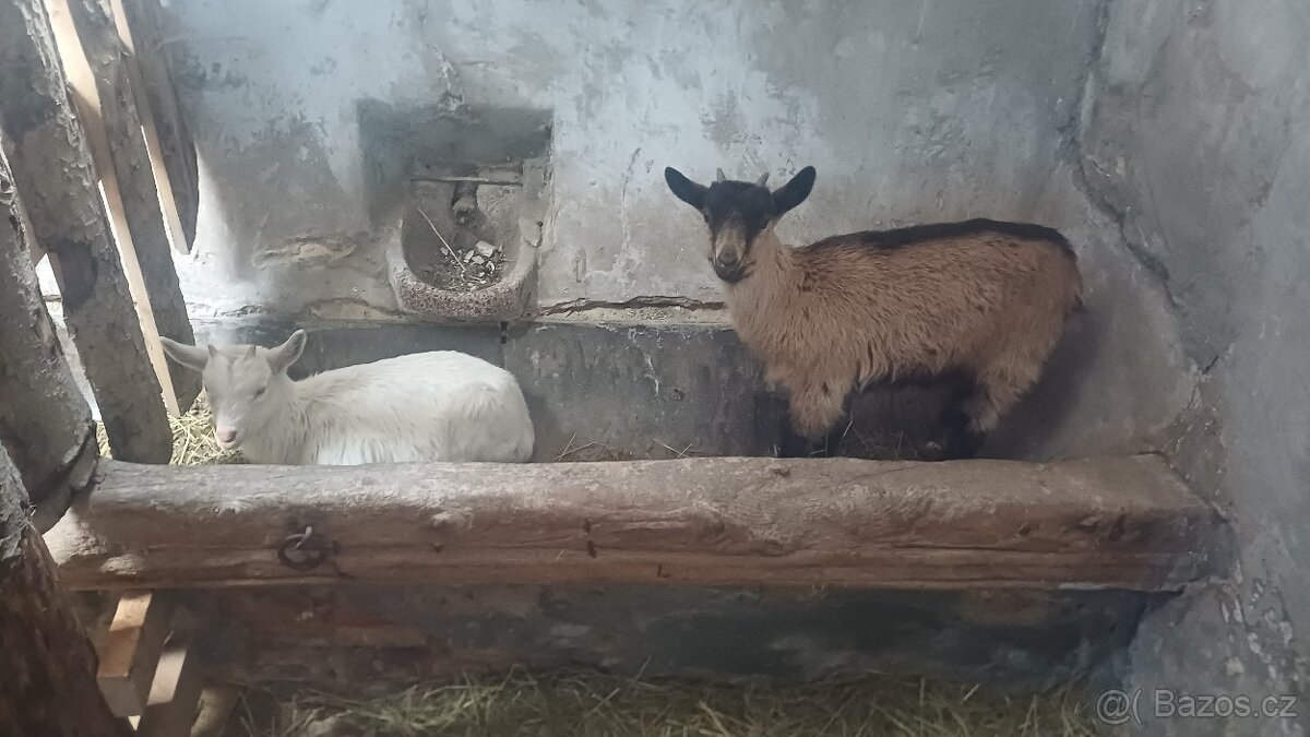 Kůzlata - 2