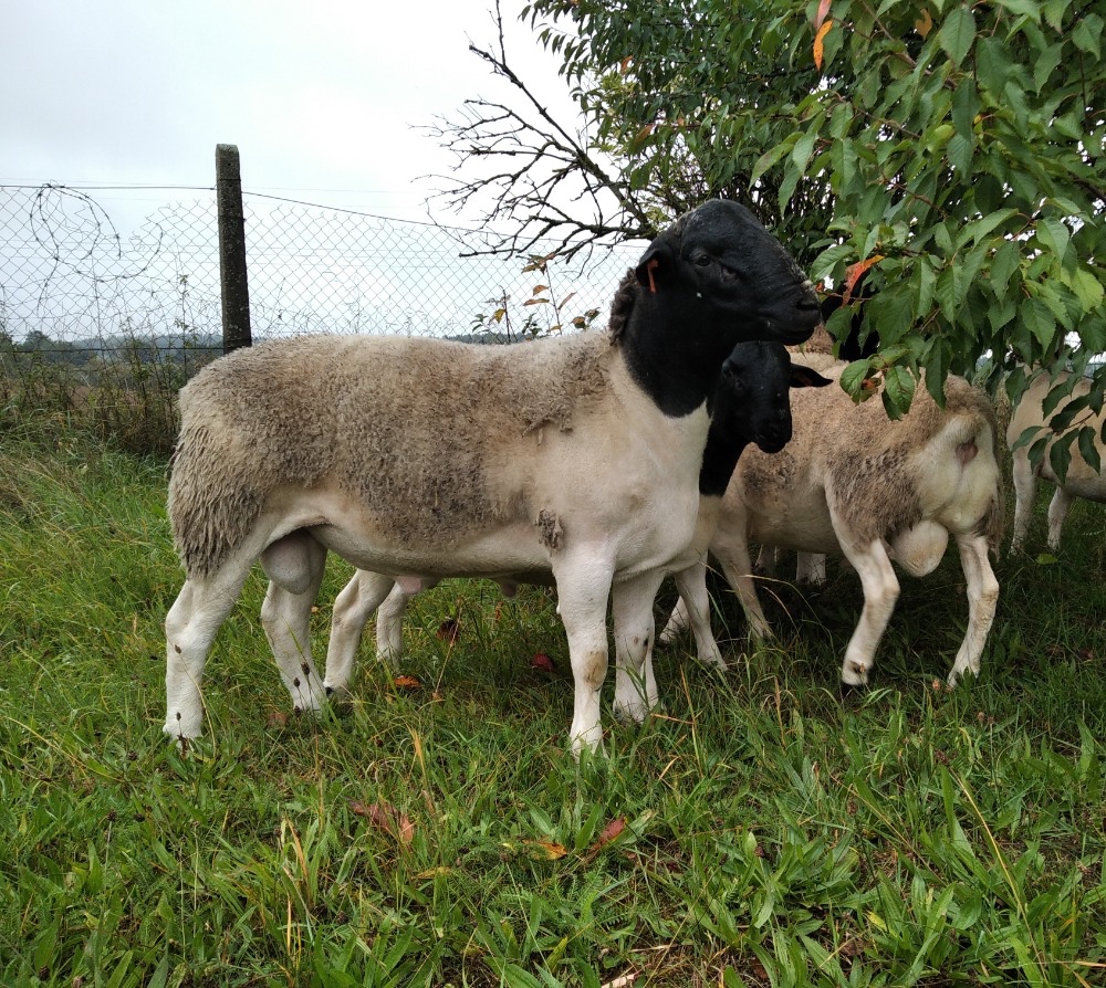 Prodej plemenných beranů Dorper - 2