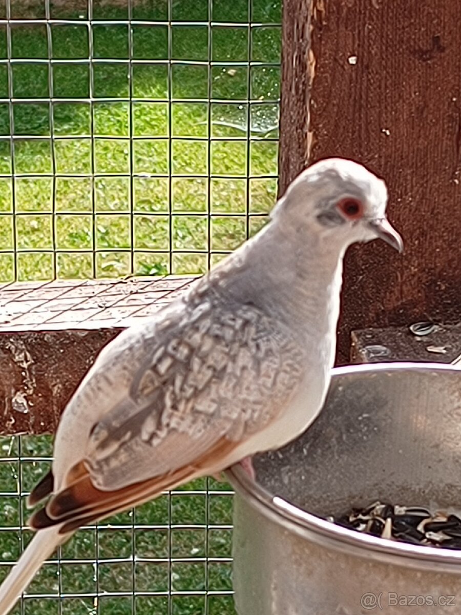 Holoubek diamantovy - 2