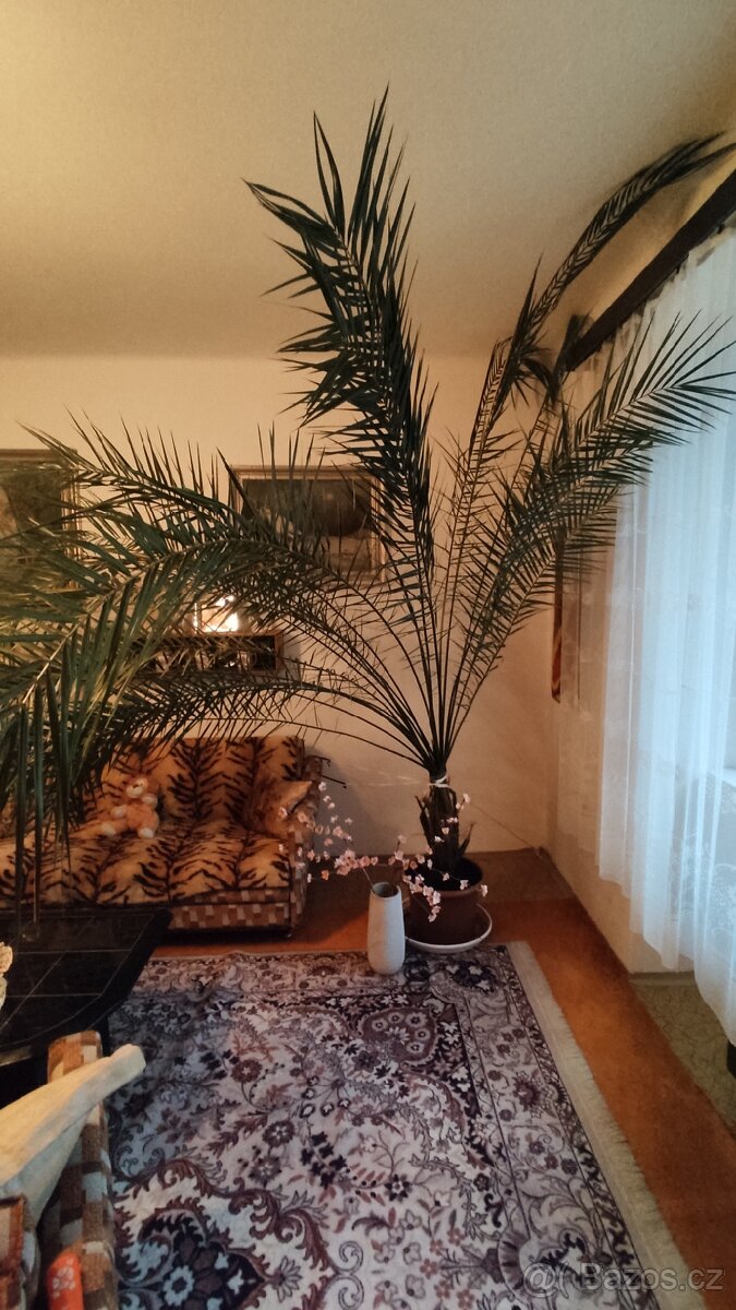 Vzrostlá "pokojová" palma - 2