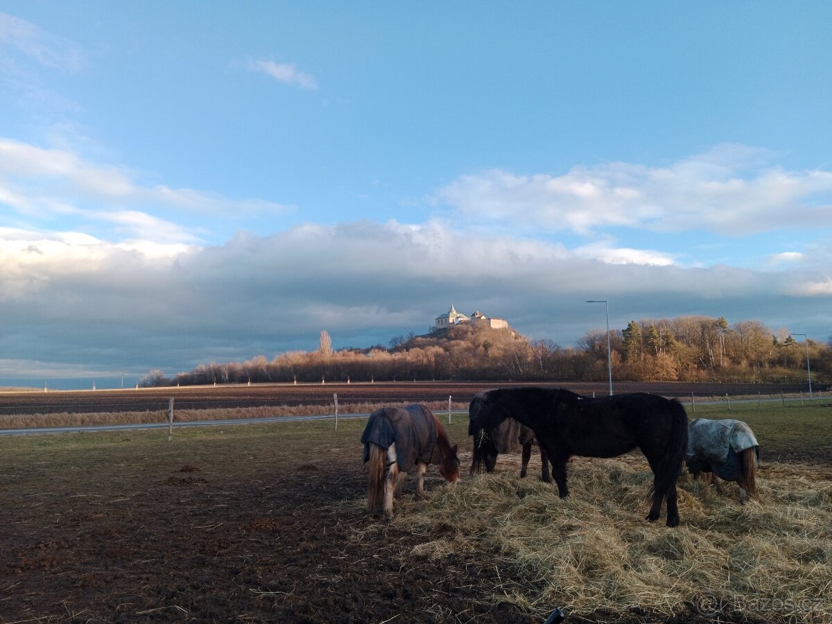 Pastevní ustájení u Pardubic - 2