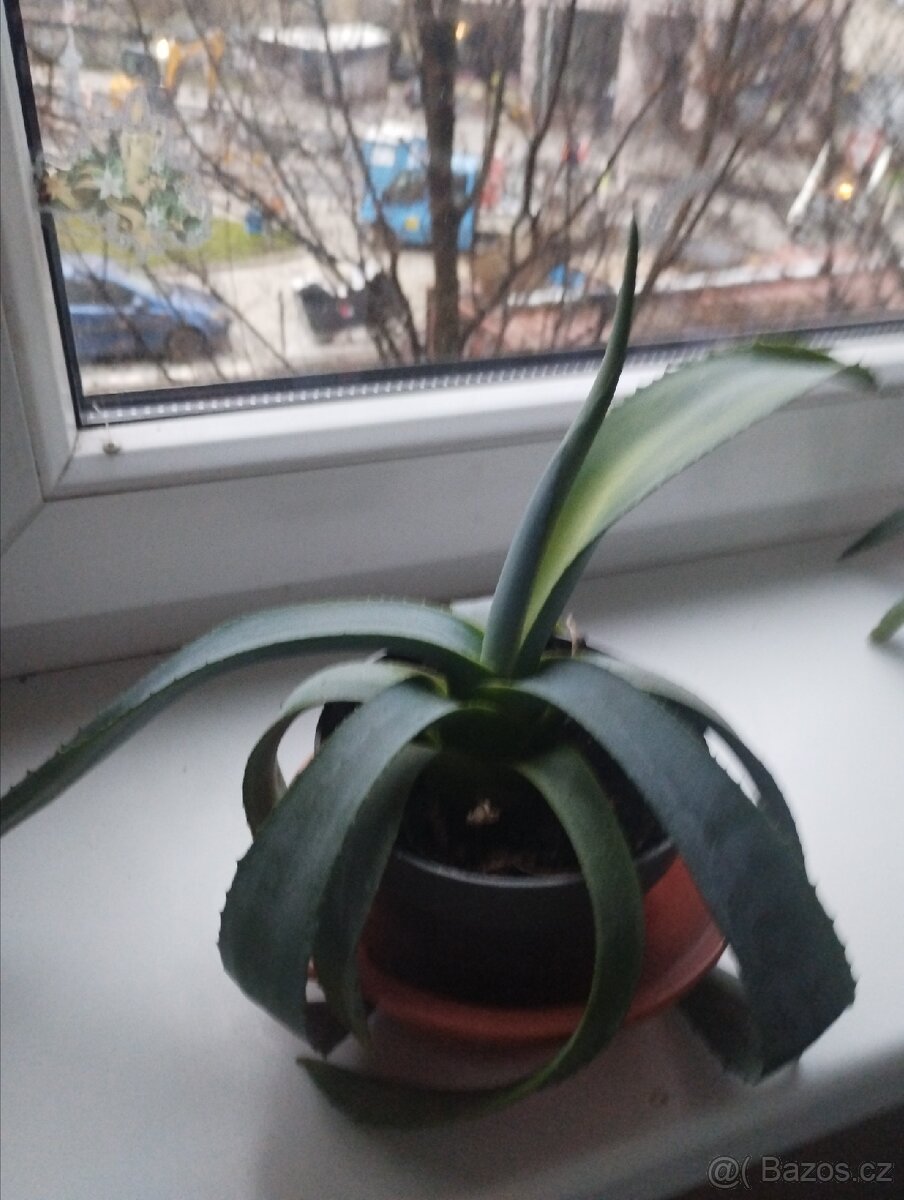 2 krát agave americana - 2