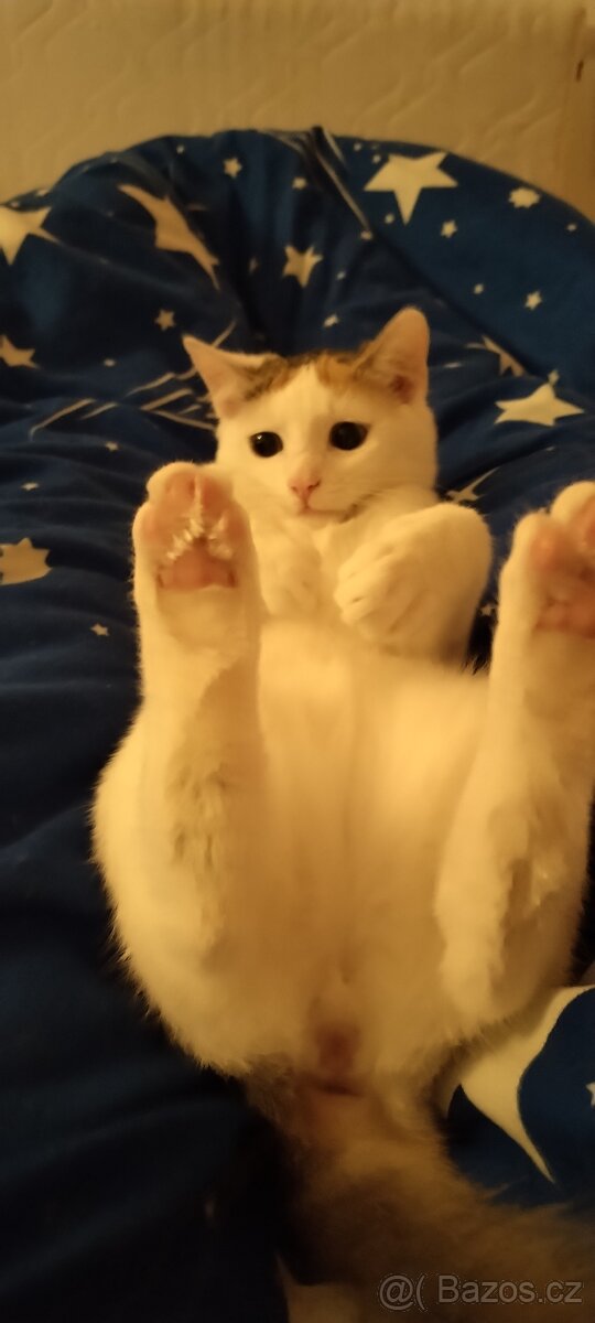 Darují Kočičku - 2