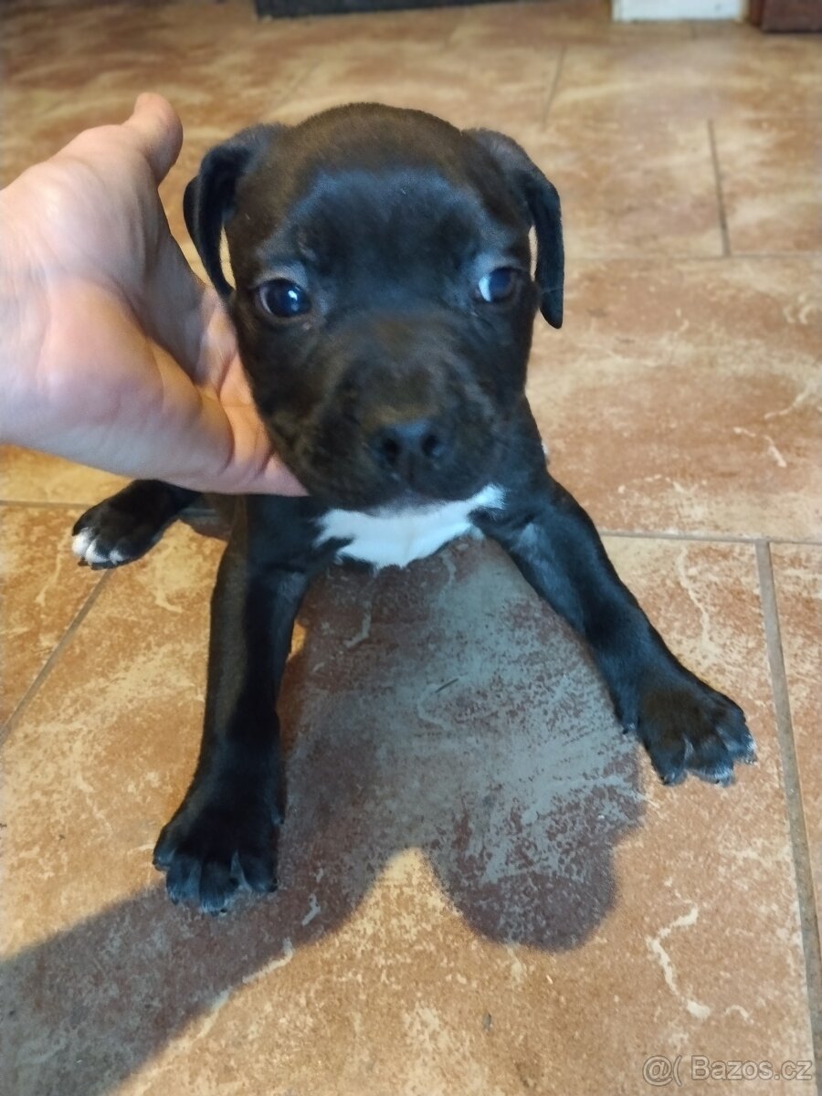 Štěňata Stafford - 2