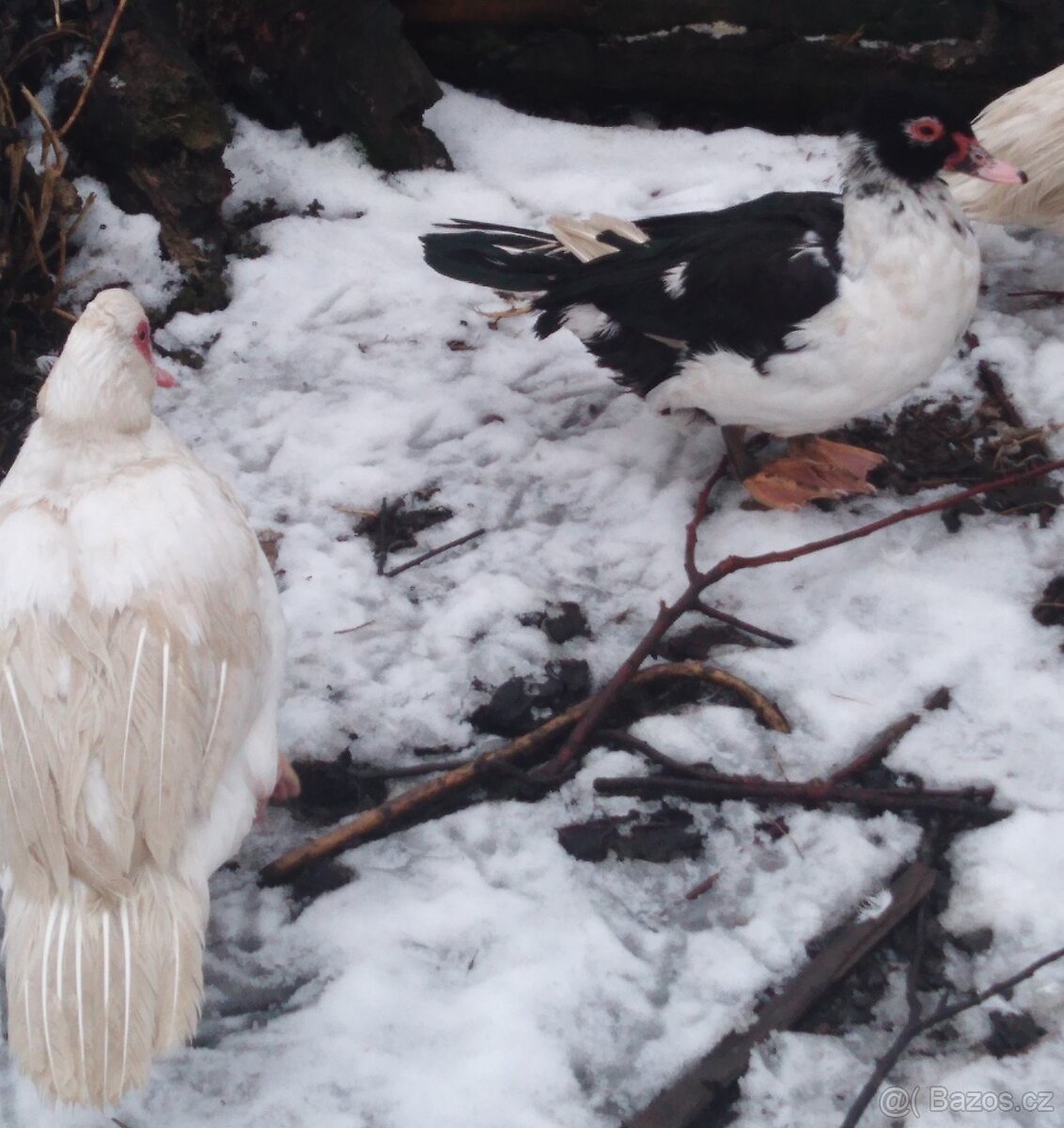 Kachny a kačeři - 2