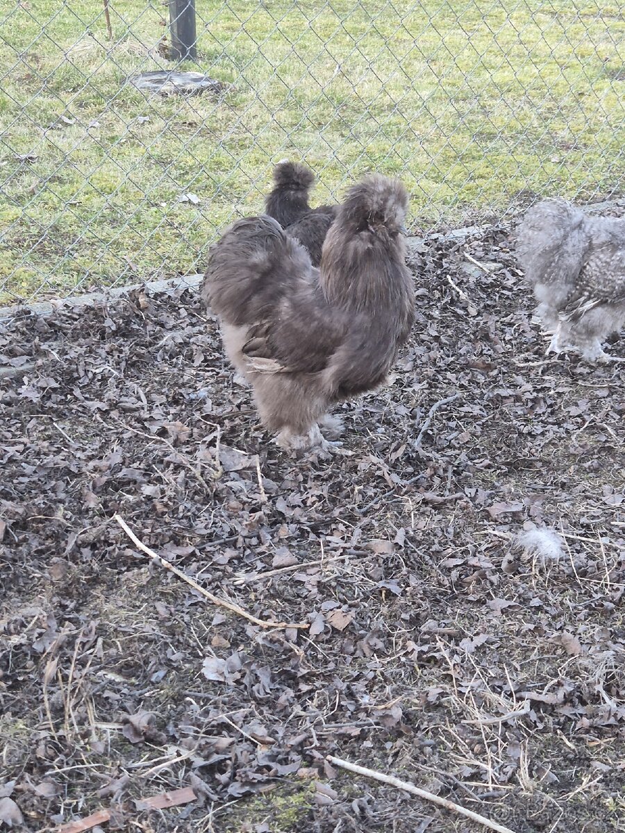 Hedvábnička kohout - 2