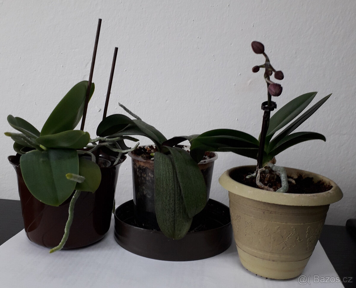 pokojové květiny - 2