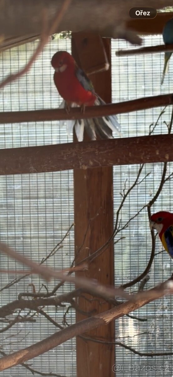 Prodám nebo vyměním samce rosely za samici - 2