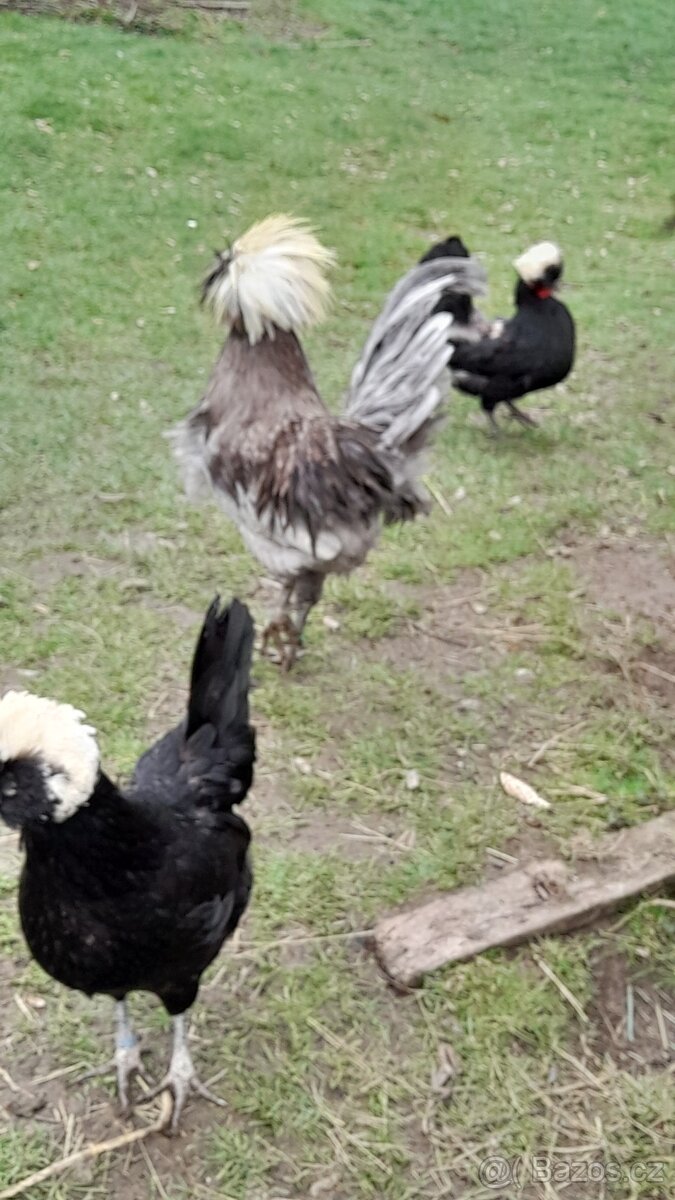 Kohout holanďanek - 2