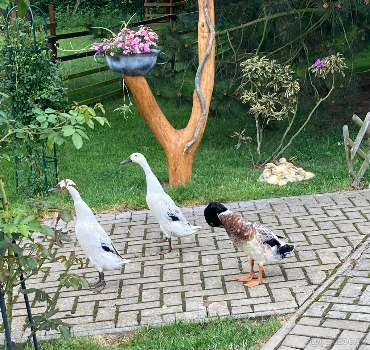 Indický běžec stříbrný - 2