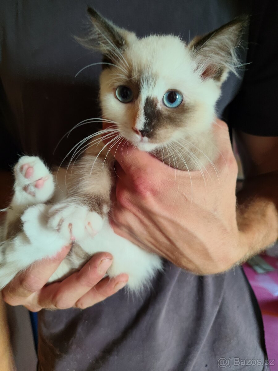 Krásné koťátka Ragdoll bez PP - 2