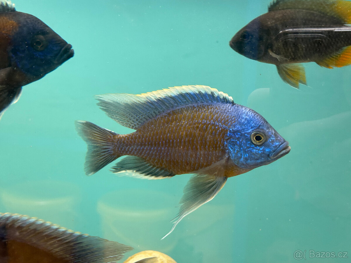 Tlamovci Copadichromis borleyi - 2