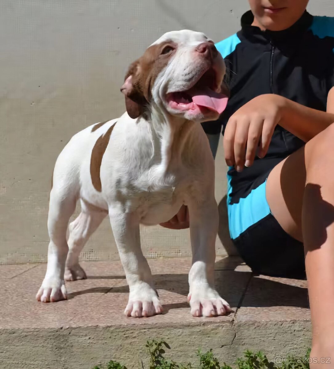 American bully standard - 2