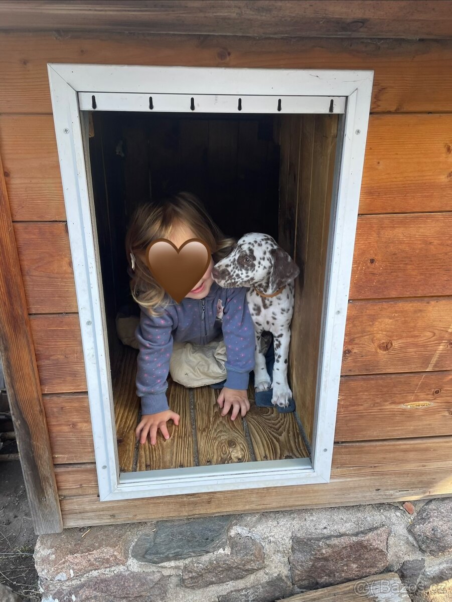 Štěňátko dalmatina - hnědě tečkované 🤎🤍 - 2