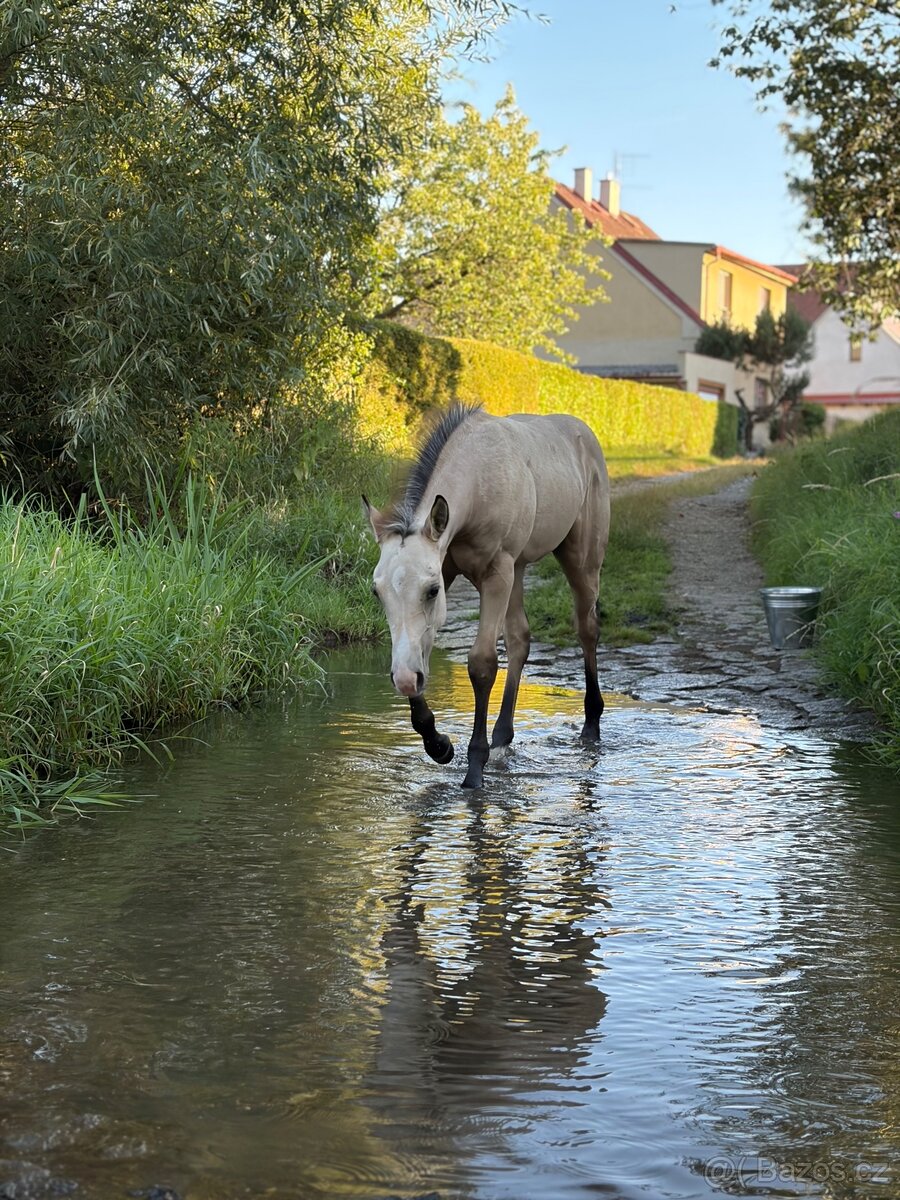 hřebeček - 2