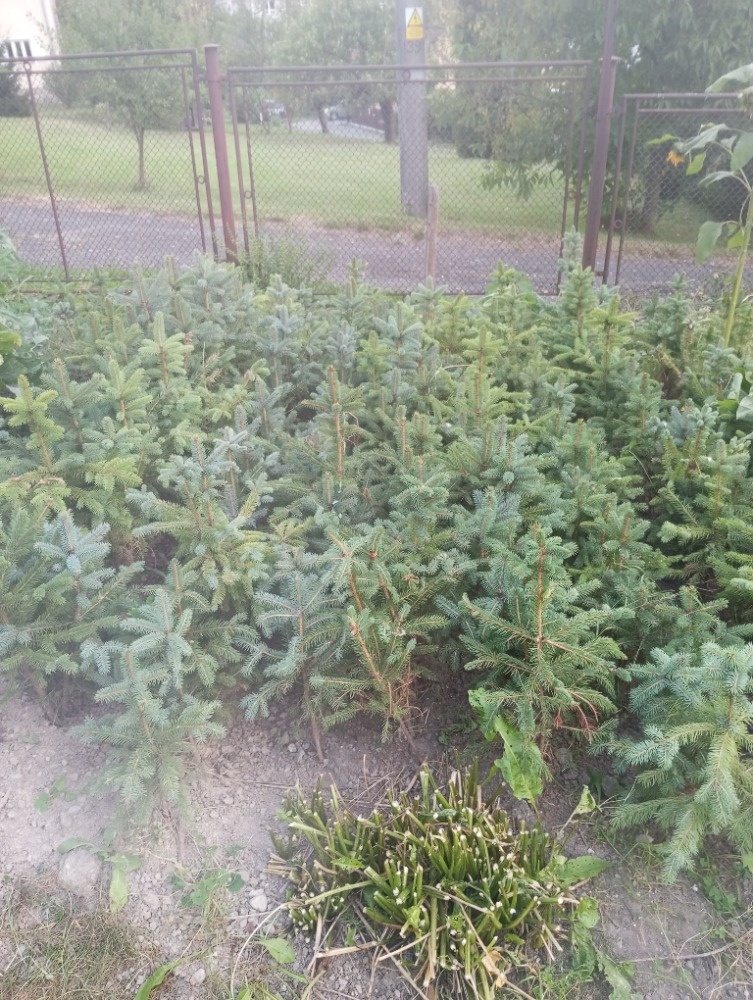 Prodej okrasných jehličnanů - 2
