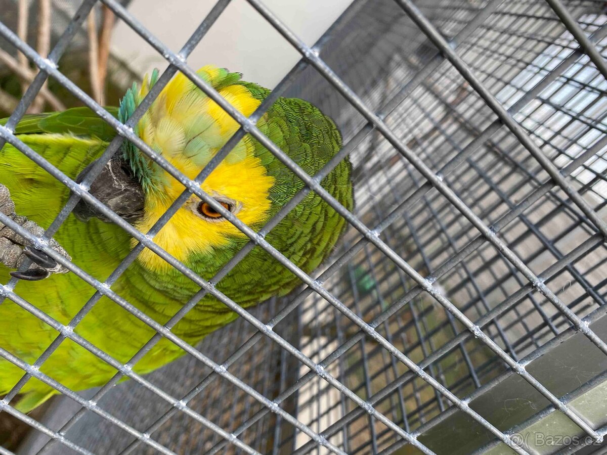 Amazoňan modročelý - 2