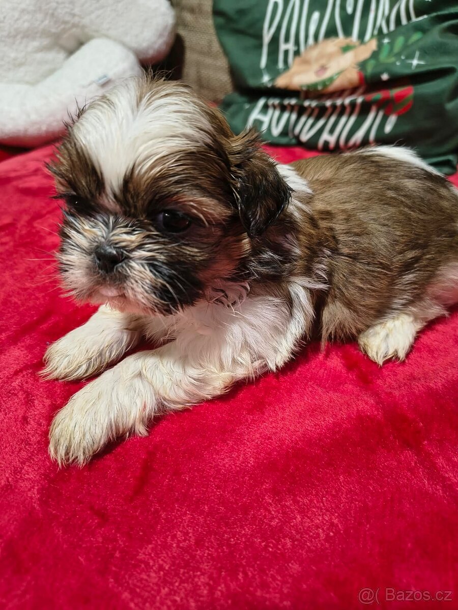 Shih-tzu Shih Tzu - 2