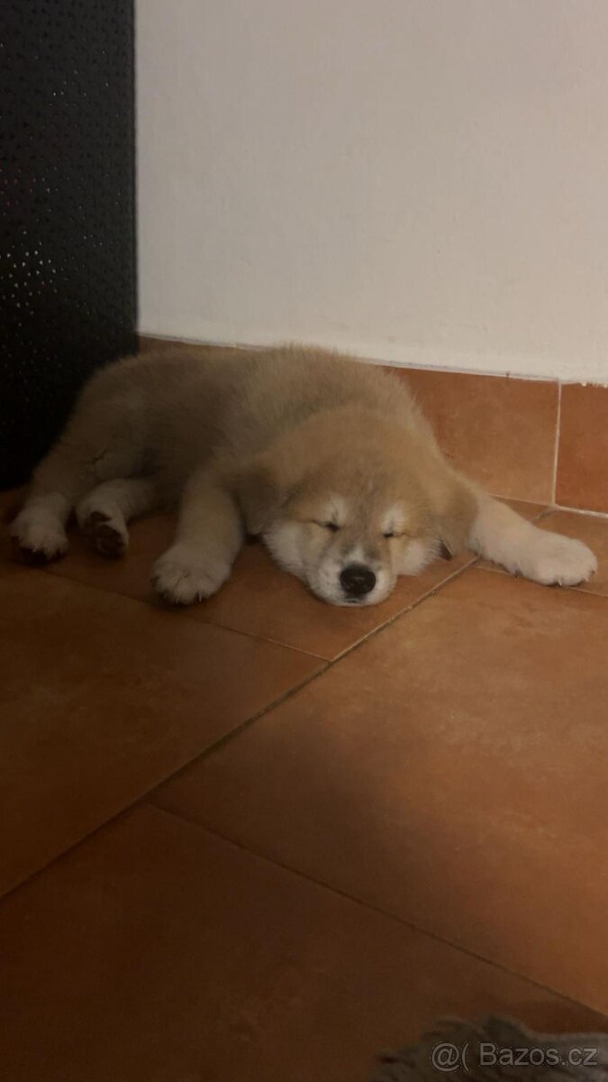 Stene akita inu - 2