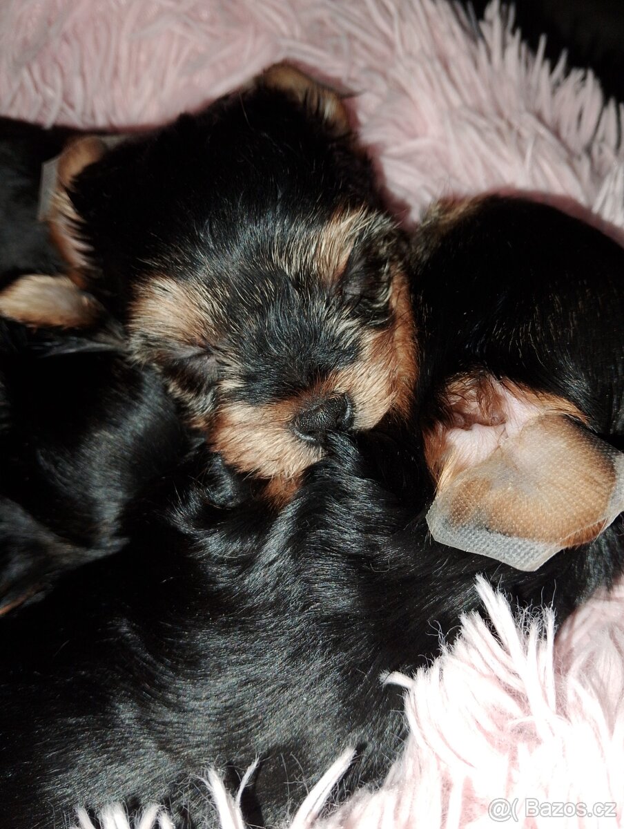 Jorkšírský teriér - 2