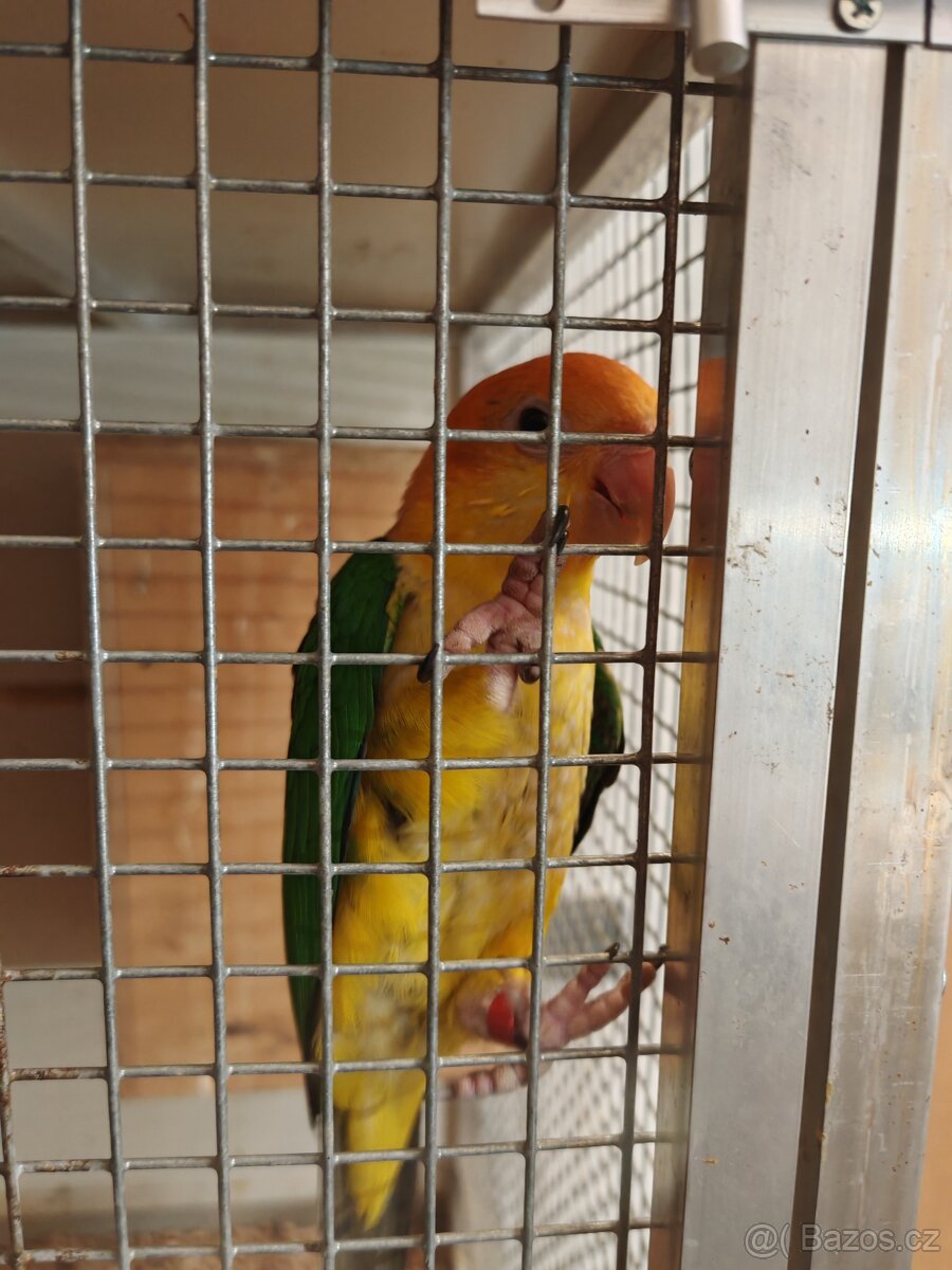 Amazonek bělobřichý - 2