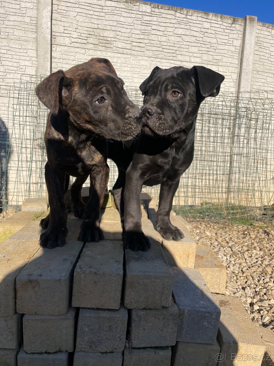 Americký bandog - 2