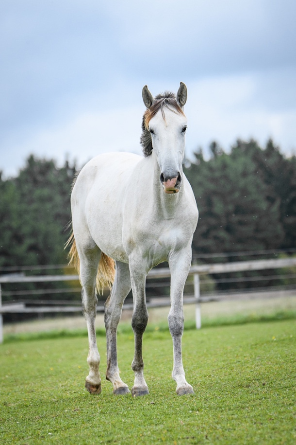 Perspektivní Lusitano klisna - 2
