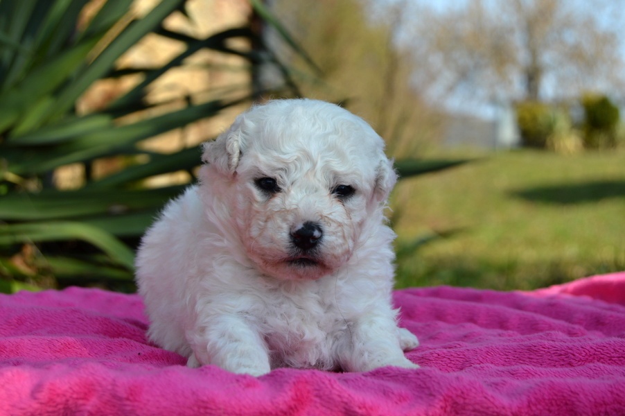 Bišonek Frisé s PP - 2