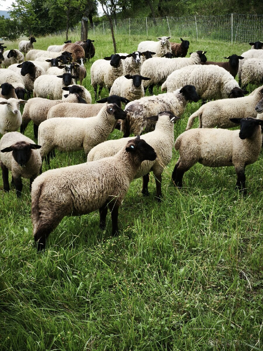 Prodám jehňata s bio certifikátem - 2