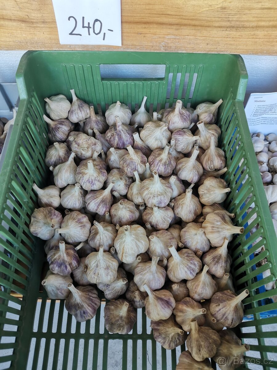 Český česnek ze zahrady odrůda Lukan - 2