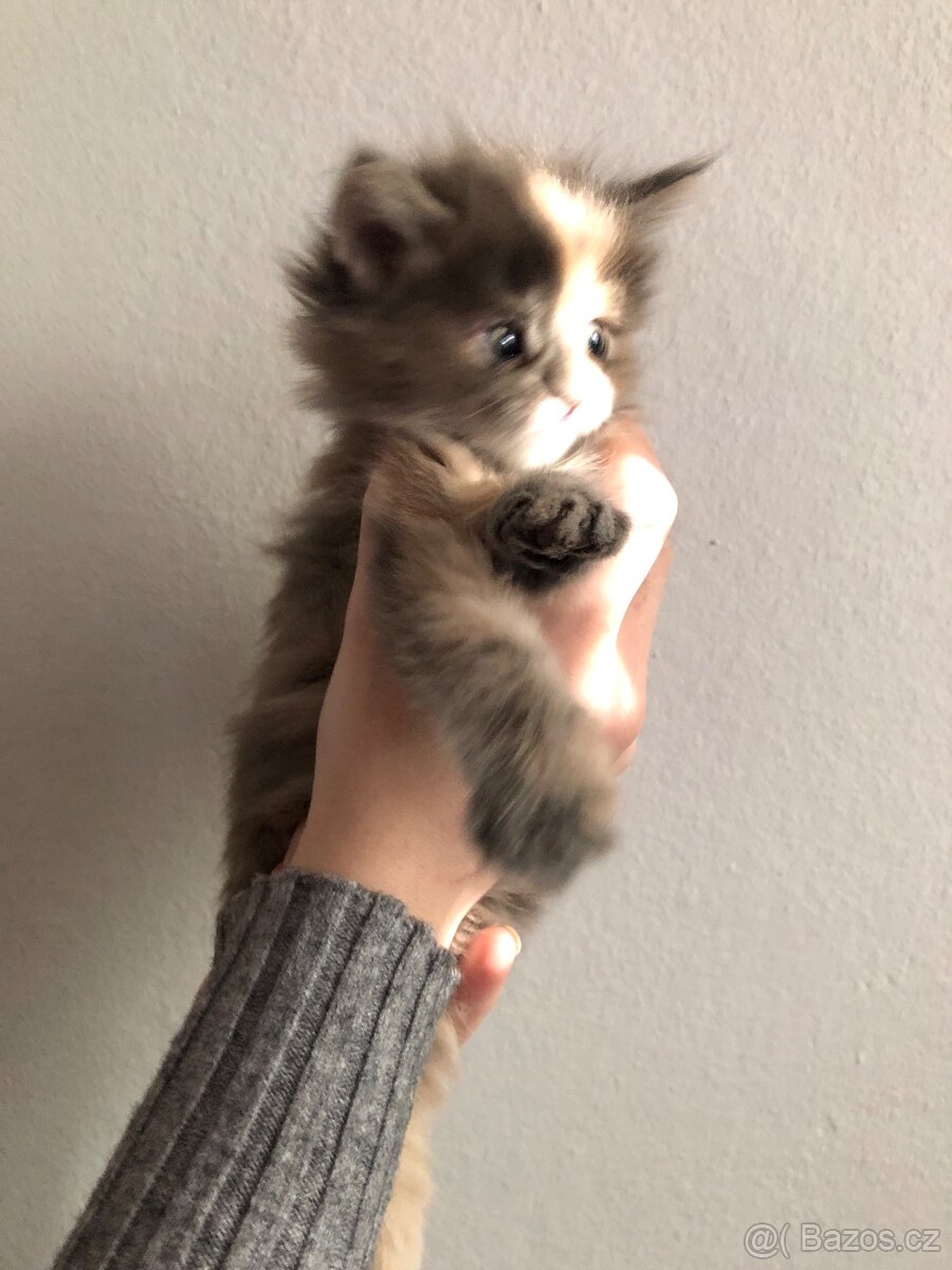 Koťata Mainská mývalí bez PP - 2