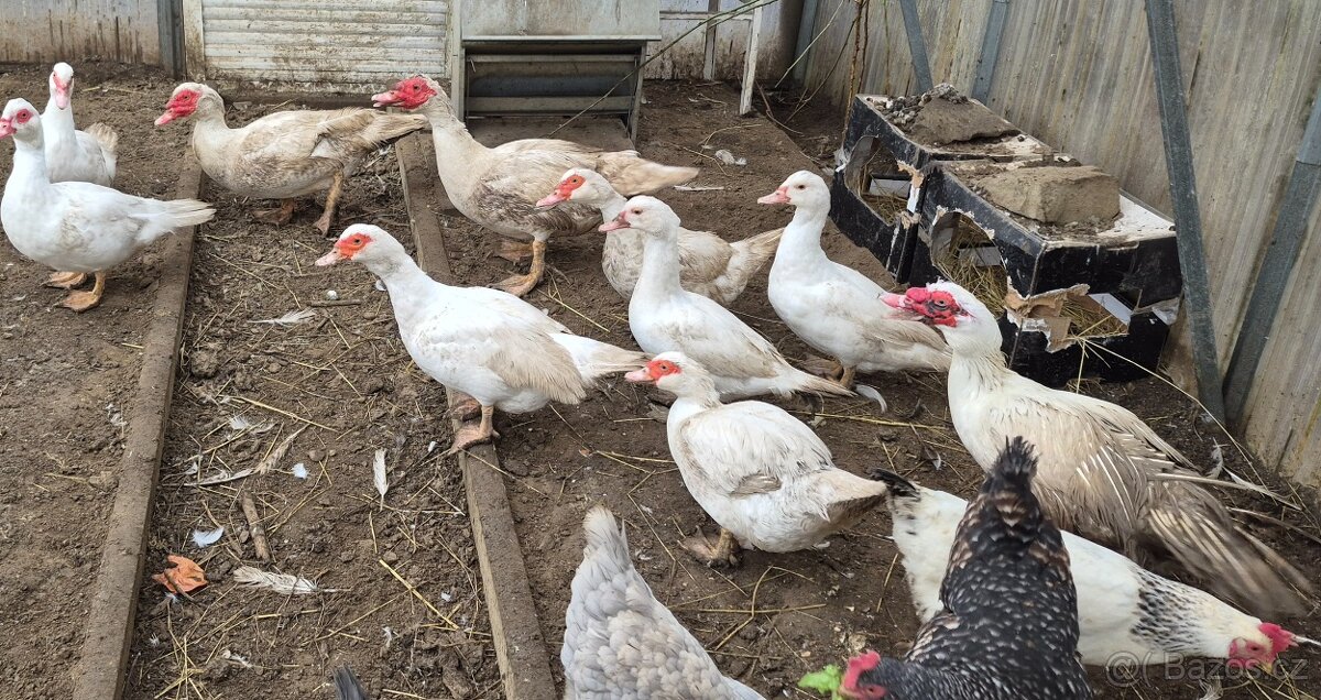 Kachna pižmová - 2