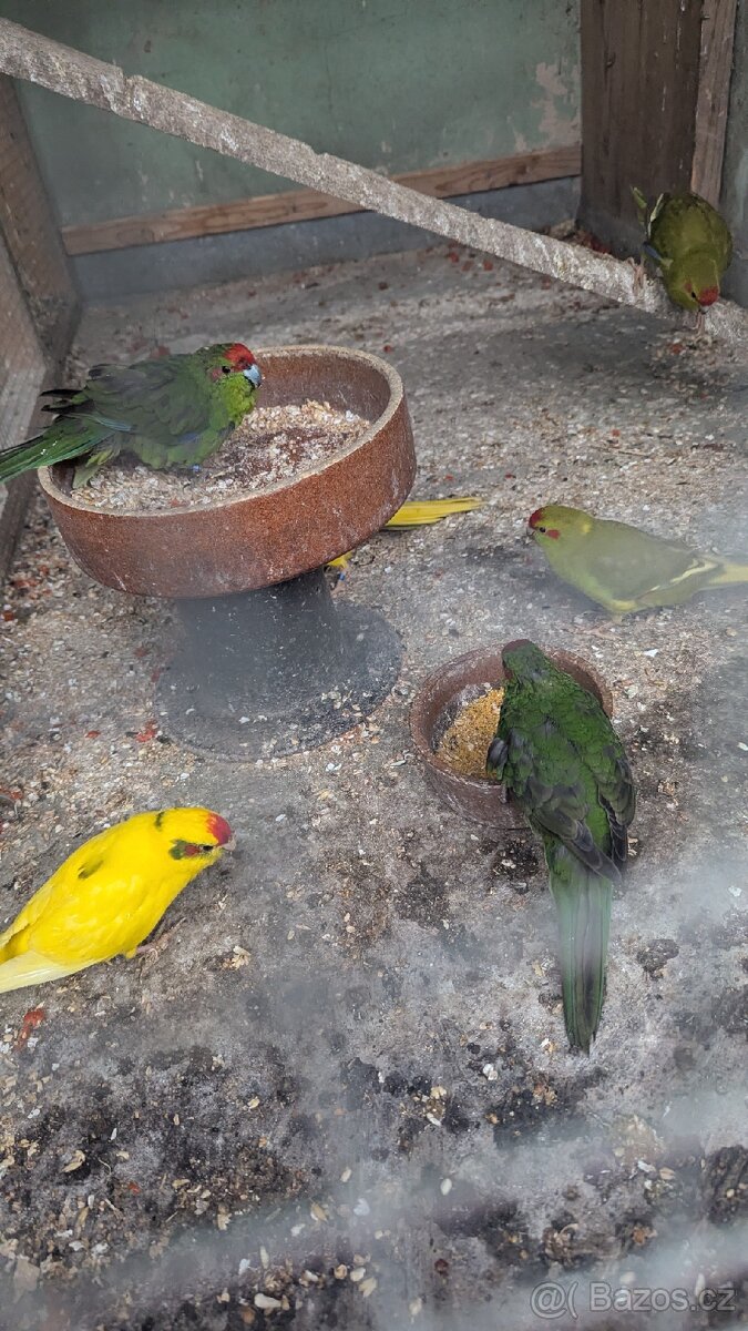 Kakariki rudočelé, - 2