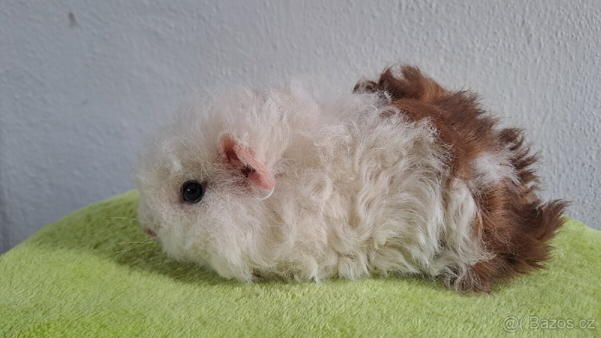 Dlouhosrstá samička morčete - 2