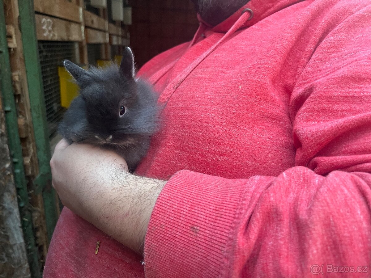 Zakrslý králíčci - 2