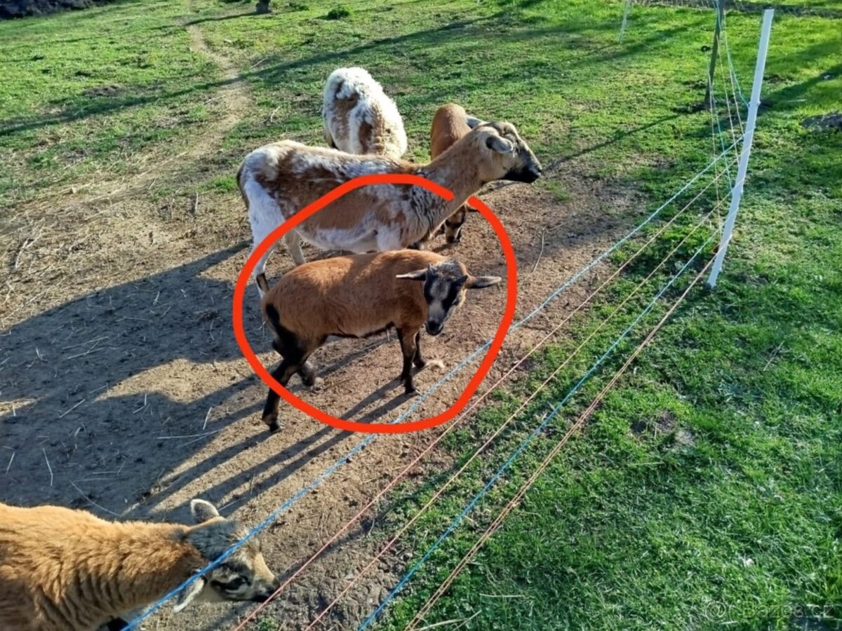 Prodám kamerunskou ovci a letošního beránka - 2
