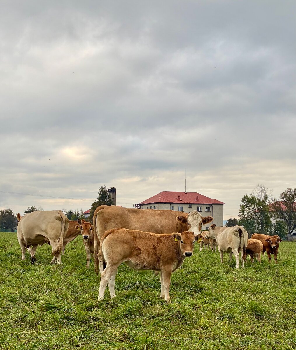 Parthenaise, Blonde d Aquitane jalovice zastav - 2