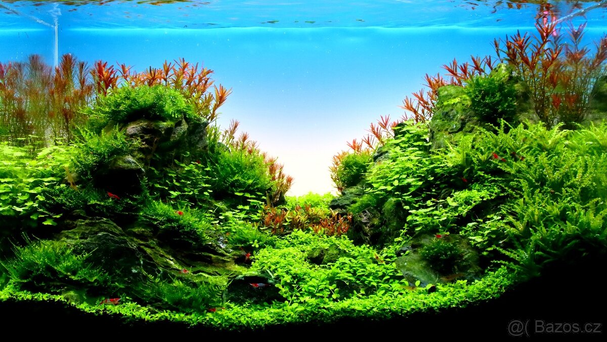 Realizace, revitalizace a údržba sladkovodních akvárií - 2